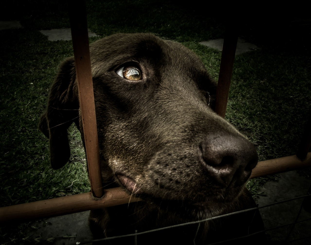 entdecken sie die freude am tierheim! adoptiere einen pelzigen freund und bereichere dein leben mit unvergänglicher liebe und treue. gemeinsam für ein neues zuhause für unsere tiere.
