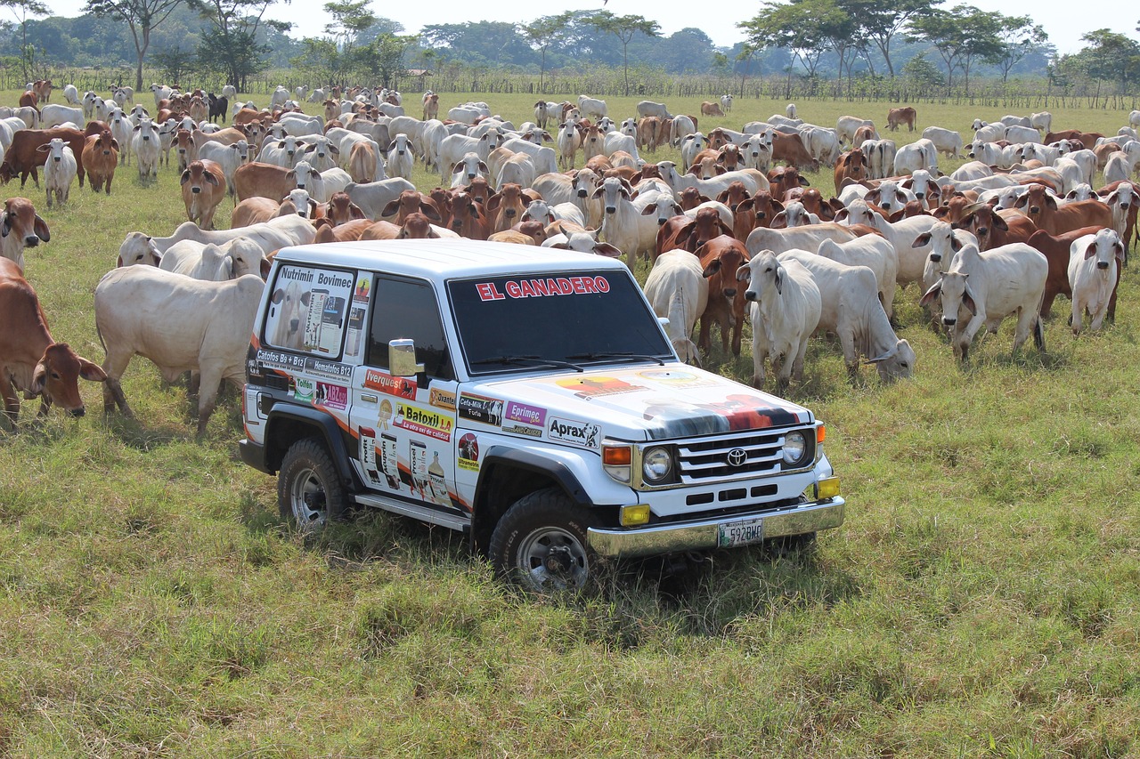 erfahren sie alles über tierarztbesuche: wie oft sollten sie stattfinden, was sie erwartet und wie sie ihr haustier auf den termin vorbereiten können. sorgen sie dafür, dass ihr tierischer freund gesund und glücklich bleibt!