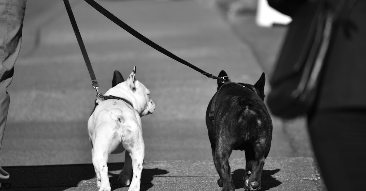 entdecken sie umfassende tipps und ratschläge zur tierpflege, um das wohlbefinden ihres pelzigen freundes zu fördern. von ernährung über gesundheit bis hin zu spielbedarf - alles, was sie für glückliche und gesunde haustiere brauchen!