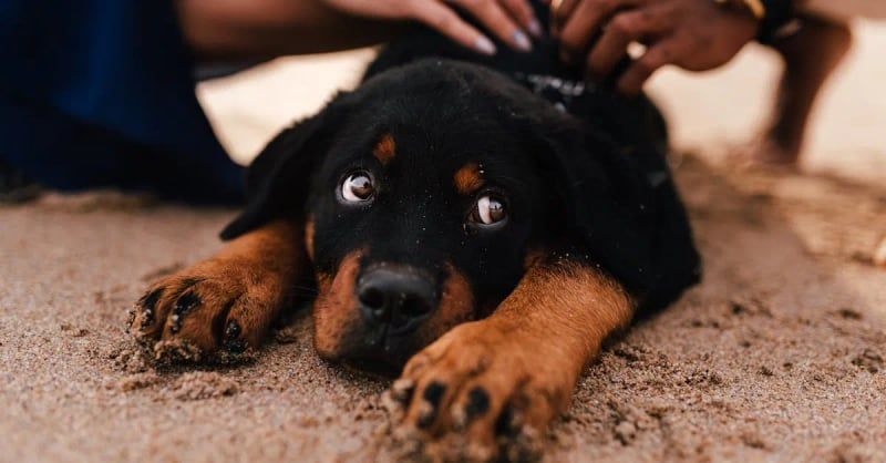 Hundetraining: effektive Methoden für ein harmonisches Zusammenleben