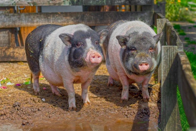 Tierschutzorganisationen: Warum sie für den Schutz von Tieren unerlässlich sind