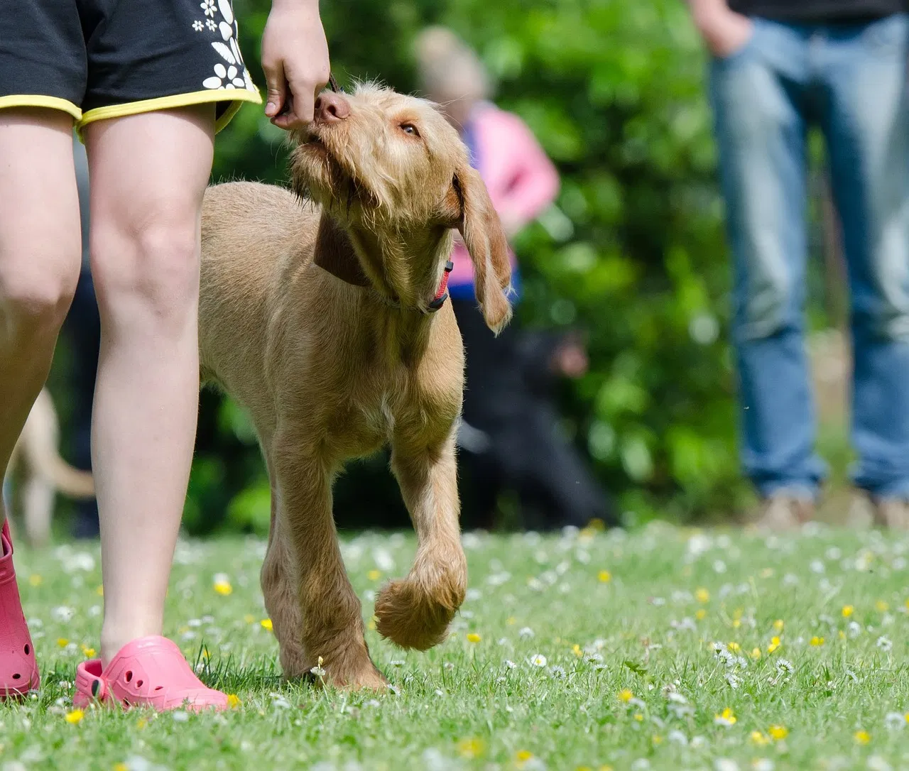 Hundetraining: Die besten Tipps für ein erfolgreiches Training Ihres vierbeinigen Freundes