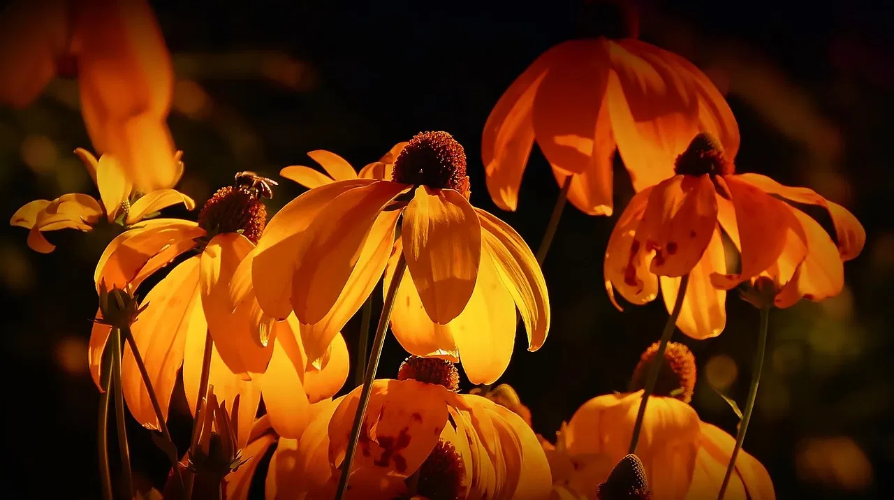 Gartenpflege: Tipps und Tricks für einen blühenden Garten