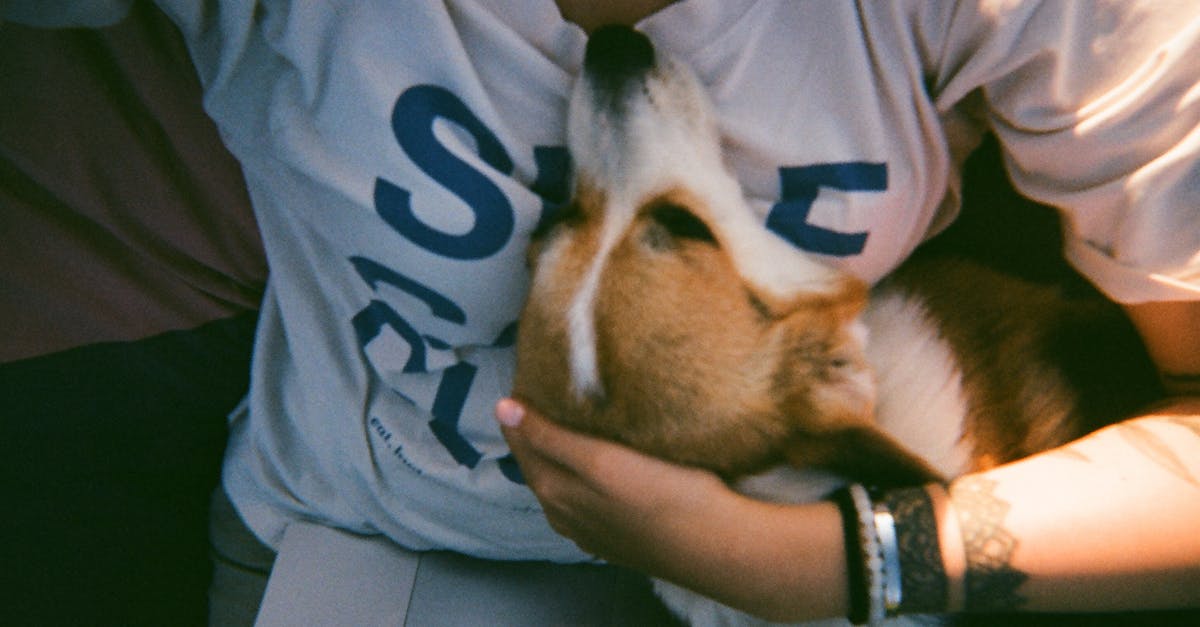 Haustierpflege: Tipps für ein glückliches und gesundes Haustier