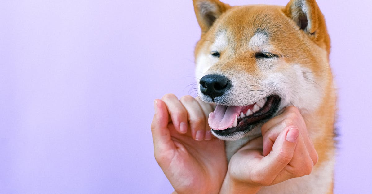 Tierpflege: Tipps für die optimale Versorgung Ihres Haustiers